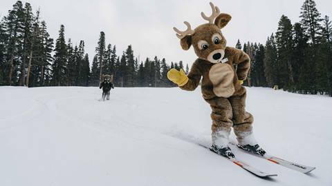 Bucky and Woolly Skiing on June Mountain Opening Day